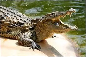 Comment dit-on « le crocodile » ?