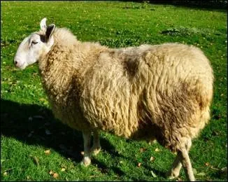 Comment dit-on « le mouton » ?