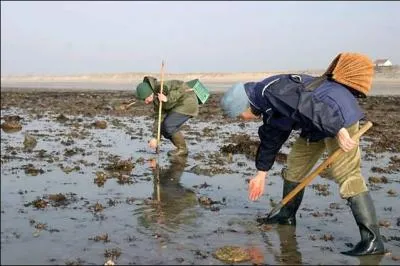 La pêche à pied consiste en une activité de cueillette, le long du rivage, sans embarcation.