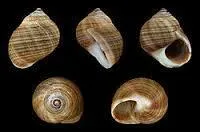 C'est le plus consommé des petits gastéropodes marins à coquille spiralée. Quel est son nom ?