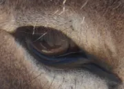 Quiz Yeux d'animaux