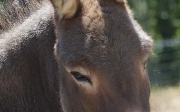 Quiz Animaux