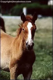 Quelle est la barre blanche qui est sur la tête de ce cheval ?