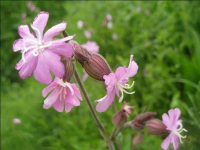 Plante à petites fleurs en forme d'étoiles : as...