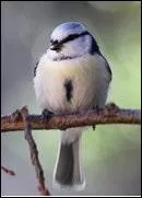 Par quoi se caractérise la mésange azurée ?