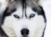 Quiz Le chien husky