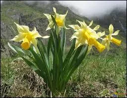 Qui chante "Des jonquilles aux derniers lilas" ?