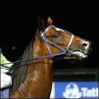 Faut-il tirer fortement sur la bouche du cheval ?