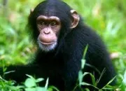 Quiz Les primates (8) - Le chimpanz