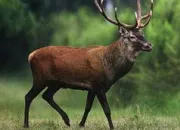 Quiz Le cerf d'Europe