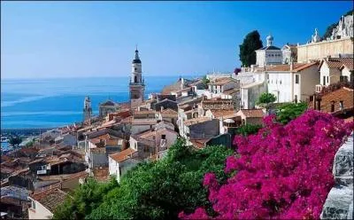 Quelle plante symbolise la Provence ?