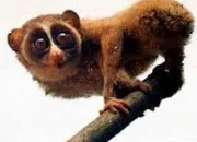 Quiz Les primates (9) - Le loris grle