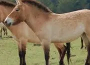 Quiz Animaux asiatiques (9) - Le cheval de Przewalski