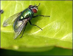 Pour commencer ce quiz de merde, je vous propose de donner le nom de cet insecte !