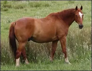 Quelle est la robe de ce cheval ?