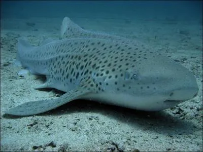 De quel requin s'agit-il ?