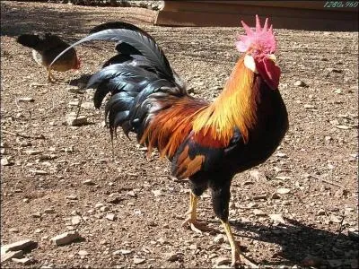 Ce coq est un oiseau.