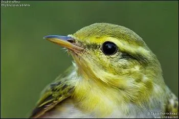 Quel est cet oiseau ?