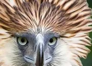 Quiz Longvit des carnivores et des oiseaux en voie de disparition