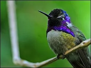 Le colibri de Costa est-il agressif ?