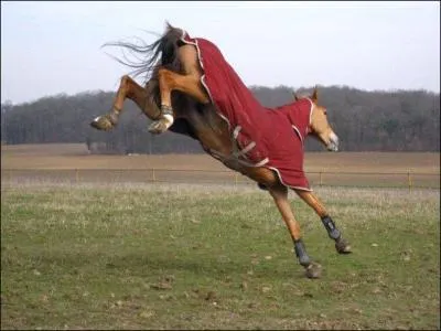 Dans quel hébergement les chevaux doivent-ils être impérativement ferrés des postérieurs ?