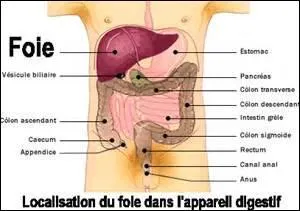 Où se situe le foie ?