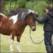 À quand remonte l'apparition du cheval ?