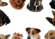 Quiz Vrai ou faux ? : les chiens