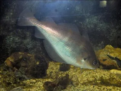 Poisson marin de la famille des gadidés, habitant les mers peu profondes de l'Atlantique du nord-est :