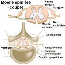 C'est la moelle épinière qui produit les globules du sang.