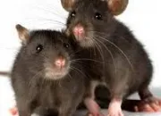 Quiz Les rats dans tous leurs tats !