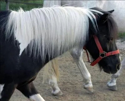 Quel poney est-ce ?