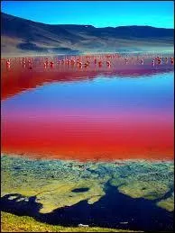 Dans quel pays se situe le lac Laguna Colorada ?