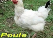 Quiz Les poules dans tous leurs tats !