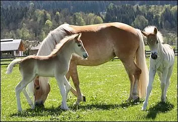 De quelle race est ce cheval ?