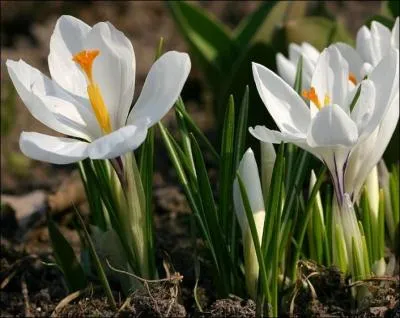 Quelle est cette jolie petite fleur élégante et de fière allure ?