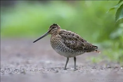 L'oiseau vous donne le titre de la chanson, la chanson, sortie en 1967, vous donne le nom de l'interprète !