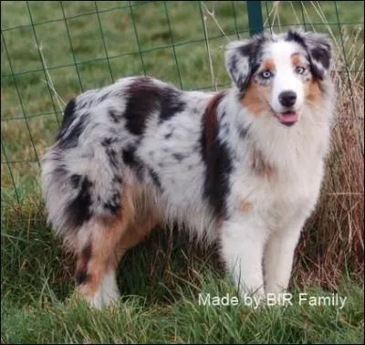 Cette race est ma race de chiens préférée mais quelle est cette race ?