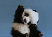 Quiz Vrai ou faux - Le panda