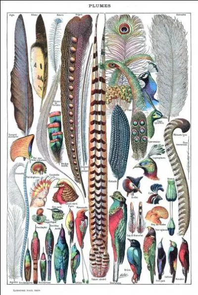 Dans nos oreillers, traversins et autres édredons, il y a parfois de la plume. Laquelle est la garantie du meilleur niveau de qualité  : légèreté et chaleur  ?