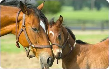 Comment s'appelle le bébé d'un cheval ?