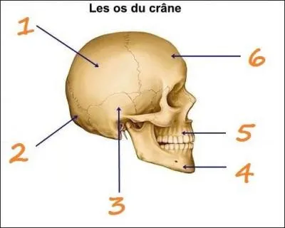 L'os numéro 1 se nomme...