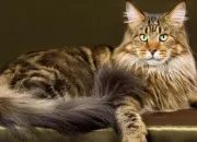 Quiz Le maine coon