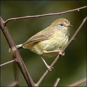 Quel est le nom de cet oiseau ?