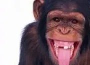 Quiz Le singe en citation. - (2)