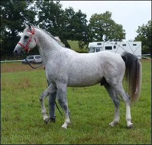 Quelle est la robe de ce cheval ?