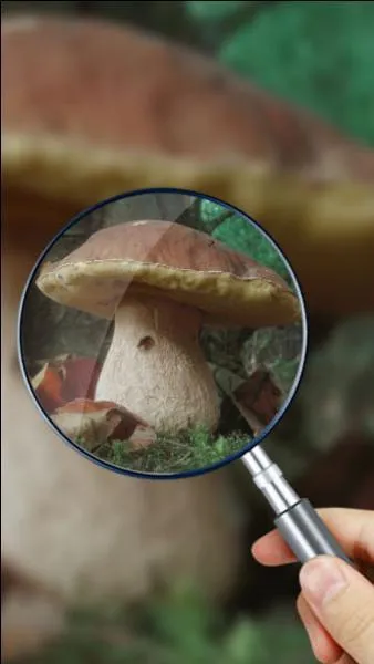 Quel est ce champignon ?