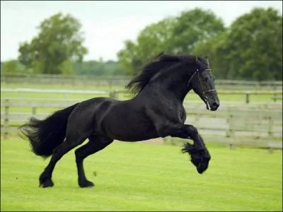 De quelle race est ce cheval ?