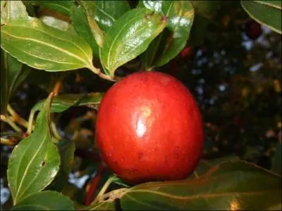 Mais quel est ce fruit ?