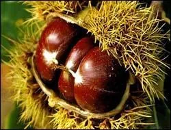 Chauds, ou en crème, vous les appréciez ! On les appelle marrons ! Mais sur quel arbre poussent les marrons comestibles ?